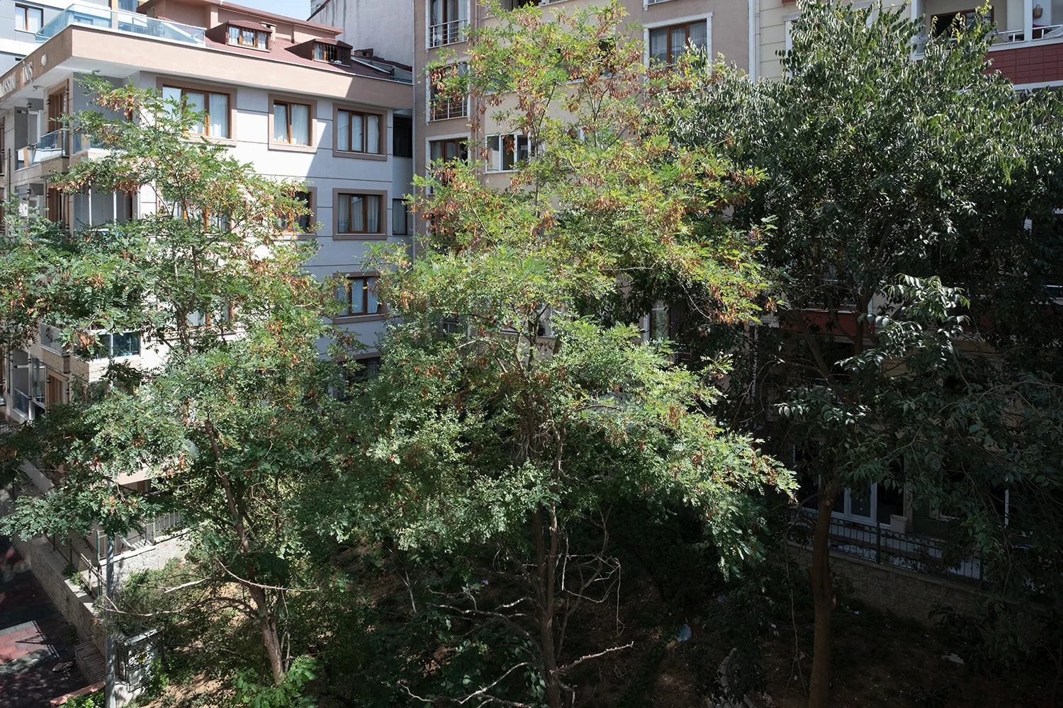 Manzara